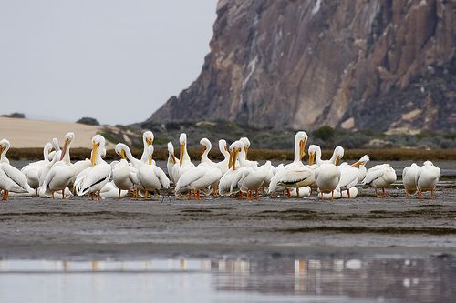 Orrszarvú pelikán csapat