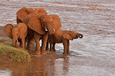 elefantok-a-vizben