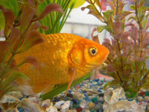 Aranyhal az akváriumban