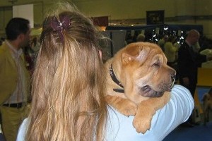 Ruby-Red shar-pei kennel