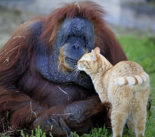 macska-es-orangutan