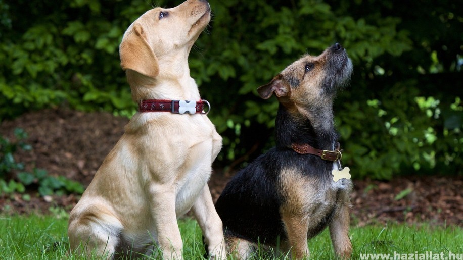 A legjobb kutyanevek, amikre a kutya biztosan hallgatni fog
