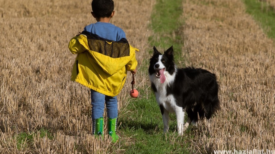 Milyen kutyafajták vannak jó hatással a gyerekekre?
