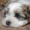 Kiskutyagyár -Miért nem alkalmas az állatbolt kutya vásárlásra?