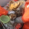 Újra gazdájánál a cunami után kimentett kutya