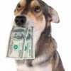 Hozzájárulást fizettethetnek az önkormányzatok a kutyatartókkal