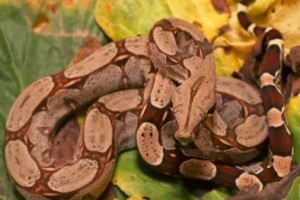 Boa-kisokos: Milyen nemű példánnyal érdemes kezdeni a kígyótartást?
