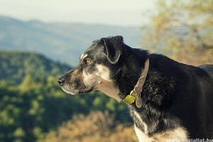 Tanácsok az örökbefogadott kutya neveléséhez