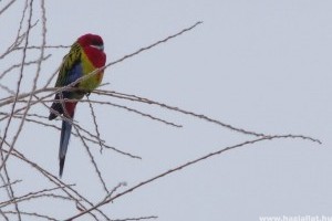 Megszökött rosella papagáj tartja lázban a Biatorbágy környékieket
