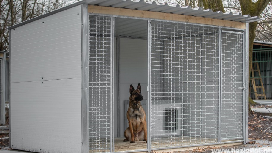 Illegális kutyaviadalok: magyar rendőrök adnak otthont a bántalmazott állatoknak