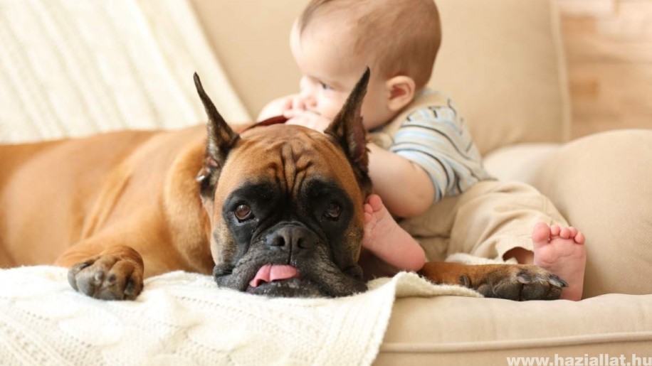 Hogyan válasszunk gyerekbarát kutyát kisgyermekünk mellé?