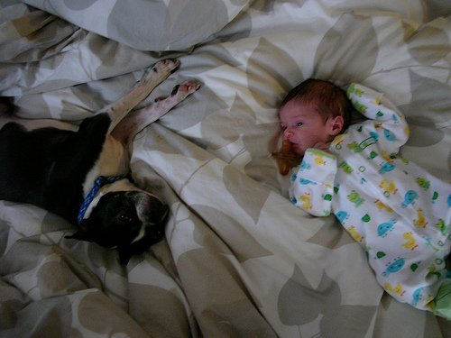 Kutya és kisbaba