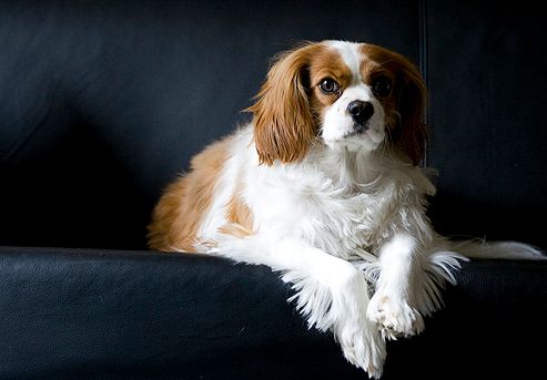 Cavalier King Charles, spániel, kutya