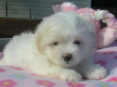 coton de tulear, kutya, kutyafajták