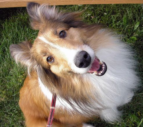 sheltie, shetland, kutya