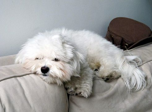 bichon, havanese, kutya