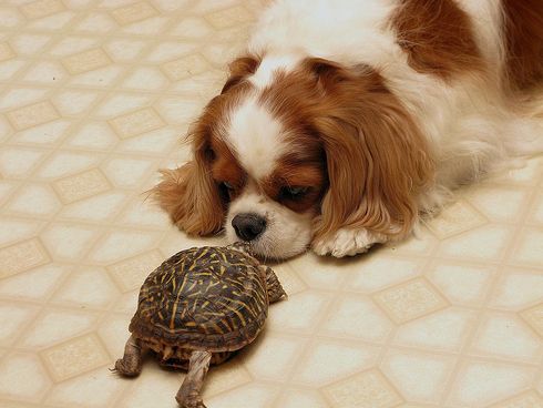 Cavalier King Charles, spániel, kutya