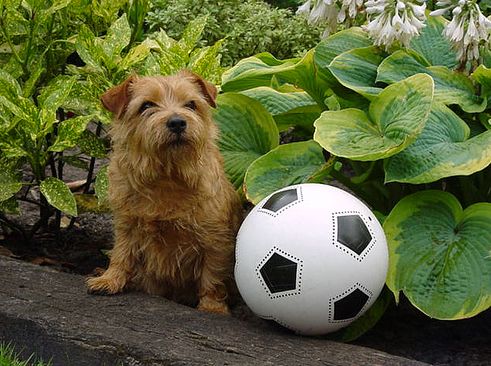 norfolk terrier, kutyafajták, terrier