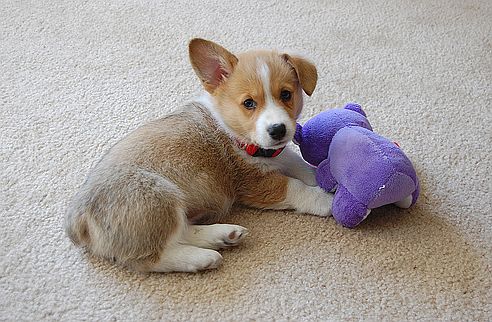 welsh corgi, kutya, kiskutya