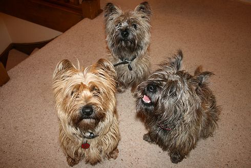 cairn terrier, terrier, kutya