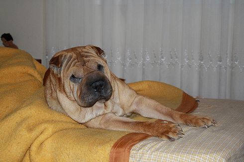 Shar-pei, kutya