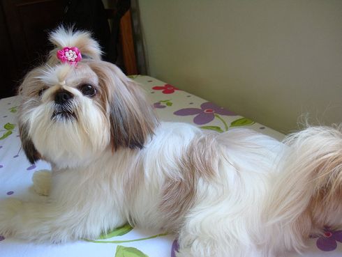 Shih-tzu, kutya