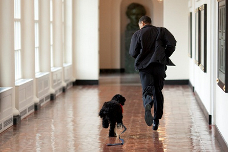 Megérkezett Barack Obama kutyája
