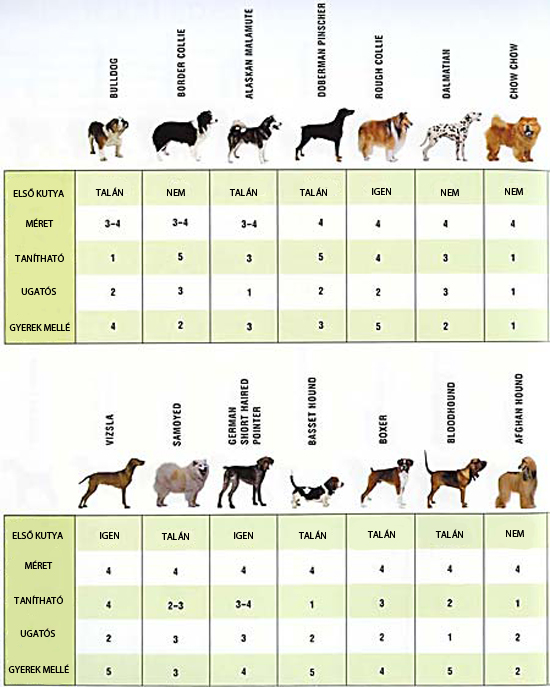 Milyen kutya való neked?