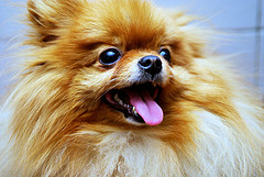pomeraniai-torpespicc