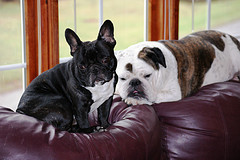 francia-bulldog-es-angol-bulldog