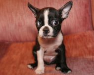 boston-terrier