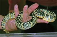 kígyó kézben