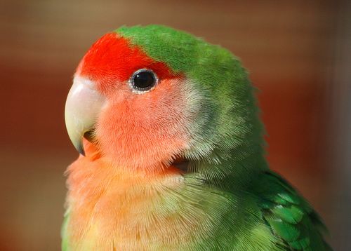 Törpepapagáj, lovebird