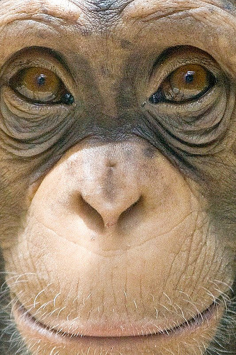 Majomszeretet- avagy "Jóban rosszban" a Gansengorfi Safari Park lakói között