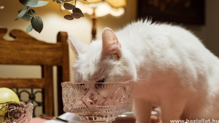 Hogyan készítsünk cicánknak egészséges házikosztot? Receptekkel!