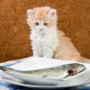 Fontos tudnivalók a macska etetésével kapcsolatban