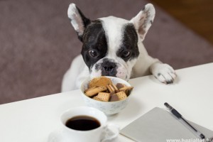 A csokimérgezés tünetei kutyáknál