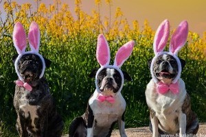Minek örülnek húsvétkor a cicák és a kutyák?