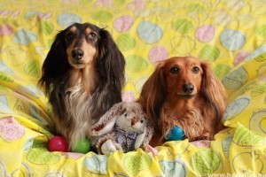 Biztonságos Húsvéti Ünnepeket minden kutyának és macskának!