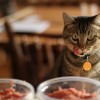 Kiscica vagy agg macska? Nem mindegy mennyit eteted!