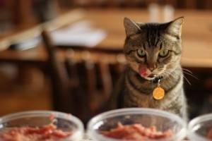 Kiscica vagy agg macska? Nem mindegy mennyit eteted!