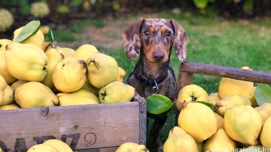 Milyen gyümölcsöket lehet adni a kutyának?
