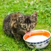 Szabad-e a macskákat tejjel etetnünk?