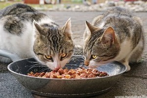 Milyen az egészséges macskakaja?