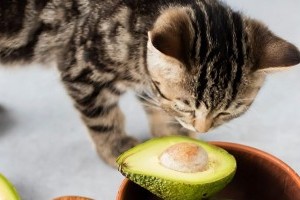 Ez az 5 legmérgezőbb étel a macska számára
