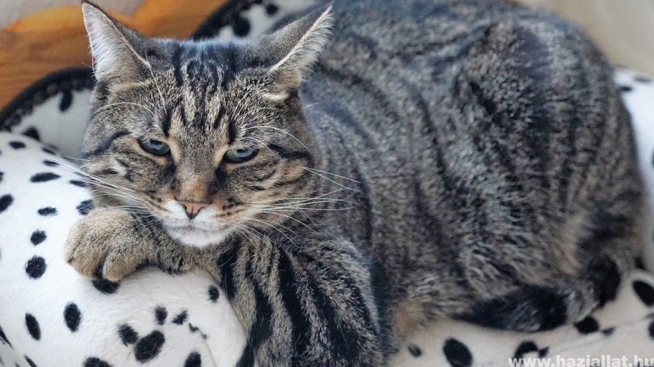 Túlsúlyos macska: így fogyaszthatod le a cicádat