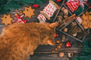 Egészséges karácsonyi finomságok kutyáknak és macskáknak