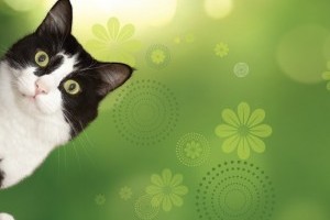 Állateledel: Finomenális ételek macskáknak