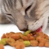 Mivel és hogyan etessük a macskát?