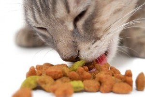 Mivel és hogyan etessük a macskát?